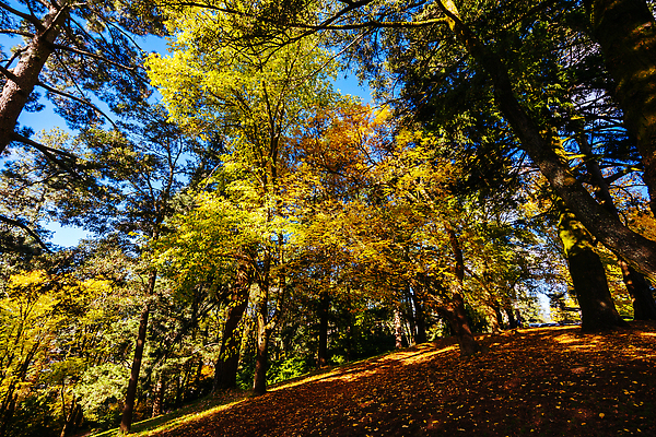 포토 JPG 해외이미지 나무 계절 길 잎 오렌지 자연 풍경 사람없음 야외 목재 빛 태양 노란색 평화 환경 침묵 가을 나뭇가지 시골 황금 호주 숲 장면 내추럴 해외202310 해외포토 자연요소 식물 컬러 컨셉 과일 재료 소리 오세아니아 생태계 파일형식