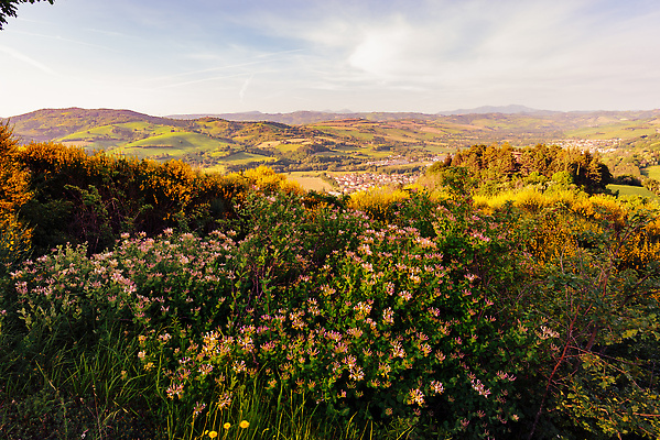 포토 JPG 해외이미지 식물 꽃잎 꽃 오렌지 자연 아침 산 풍경 사람없음 빨간색 초록색 여름 노란색 봄 이탈리아 들꽃 벚꽃 빗자루 언덕 향기 꽃수술 해외202310 해외포토 주간 계절 유럽 컬러 과일 청소도구 생태계 냄새 파일형식