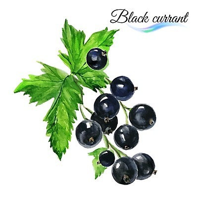 EPS 해외이미지 디자인 열매 음식 백그라운드 잎 과일 일러스트 수채화 미술 사람없음 초록색 검은색 달콤 그림 유기농 내추럴 블랙커런트 해외202004 해외일러스트 식물 웰빙 컬러 문화예술 맛 파일형식 벡터