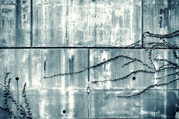 포토 JPG 해외이미지 나무 식물 외관 실루엣 벽 백그라운드 잎 패턴 추상 그림자 사람없음 빛 햇빛 반사 정원 맑음 검은색 흰색 질감 효과 해외202004 해외포토 컬러 무늬 날씨 촬영기법 태양 파일형식