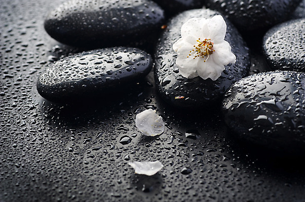포토 JPG 해외이미지 꽃잎 꽃 백그라운드 컨셉 사람없음 물 쌓기 검은색 스파 봄 젖음 조약돌 물방울 해외202004 해외포토 자연요소 식물 계절 컬러 모션 돌_바위 파일형식