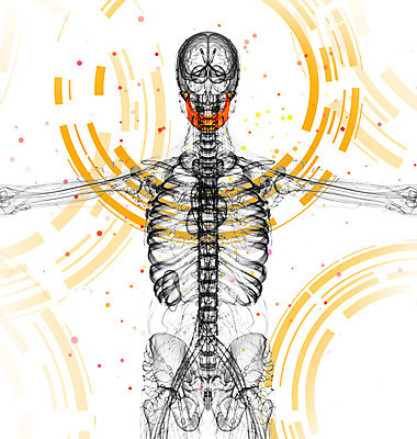 포토 JPG 해외이미지 해부 뼈 골격 엑스레이 건강 사람 사람없음 약 머리 3D 죽음 치아 턱 해골모형 해외202004 해외포토 의학 신체부위 모형 소화기관 디지털합성 파일형식