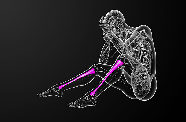 포토 JPG 해외이미지 해부 뼈 골격 건강 사람 사람없음 무릎 발목 양발 해외202004 해외포토 의학 발 신체부위 파일형식