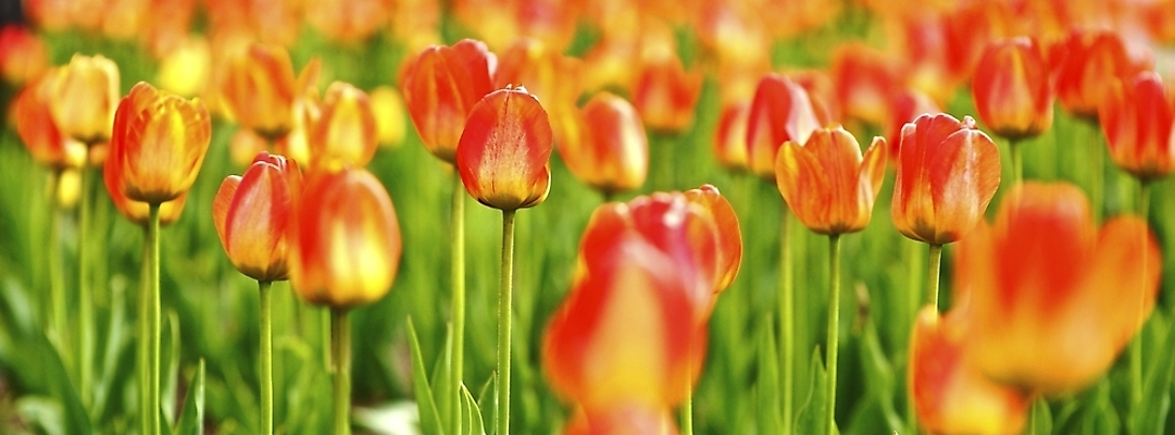 포토 JPG 해외이미지 식물 꽃 꽃무늬 자연 파노라마 종류 사람없음 빨간색 정원 봄 튤립 벚꽃 개화 유기농 원예 내추럴 영원 해외202004 해외포토 웰빙 계절 컬러 무늬 촬영기법 취미 생태계 파일형식