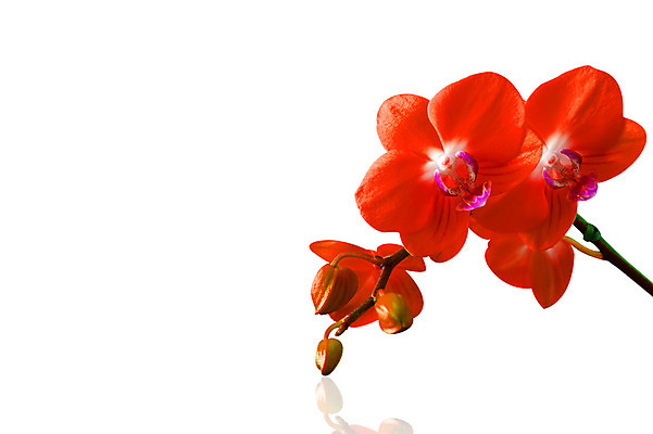 포토 JPG 해외이미지 식물 디자인 꽃잎 꽃 분홍색 꽃다발 잎 꽃무늬 패턴 자연 추상 사람없음 장식 환경 정원 보라색 봄 낭만 벚꽃 흰색 나뭇가지 시골 난초 우아함 닫기 배열 제비꽃 네덜란드 보케 호접란 향 내추럴 해외202004 해외포토 나무 계절 유럽 컬러 컨셉 무늬 모션 생태계 파일형식