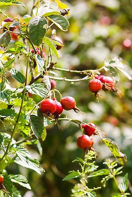 포토 JPG 해외이미지 식물 계절 열매 음식 컬러 백그라운드 과일 자연 건강 사람없음 야외 치료 빨간색 뷰티 약 장미 정원 성장 가을 나뭇가지 신선 개 차 달콤 엉덩이 허브 묘사 비타민 내추럴 그런지 숙성 해외202310 해외포토 나무 꽃 음료 포유류 의학 신체부위 맛 생태계 영양소 파일형식