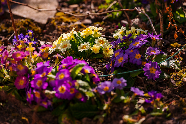 포토 JPG 해외이미지 식물 꽃 분홍색 자연 독일 이끼 잔디 사람없음 야외 초록색 파란색 빛 컬러풀 뷰티 노란색 귀여움 정원 맑음 보라색 봄 낭만 벚꽃 전원 개화 그림 마법 내추럴 고립 프리뮬러 카피스페이스 해외202310 해외포토 계절 유럽 컬러 컨셉 날씨 공백 전기에너지 생태계 파일형식