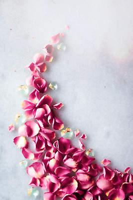 포토 JPG 해외이미지 꽃잎 분홍색 백그라운드 곡선 사람없음 장미 카피스페이스 해외202310 해외포토 꽃 선 컬러 공백 파일형식