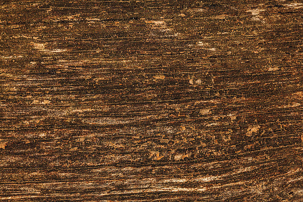 포토 JPG 해외이미지 나무 디자인 벽 백그라운드 패턴 벤치 자연 벽지 탁자 표면 추상 바닥 사람없음 건물 목재 장식 태양 갈색 어둠 수확 골동품 시골 소나무 판넬 거친 널 정상 낟알 묘사 질감 복고 목공예 나무껍질 잡동사니 내추럴 그런지 수목 옛날 해외202310 해외포토 자연요소 식물 건축물 컬러 가구 무늬 농업 의자 재료 껍질 공예 생태계 파일형식