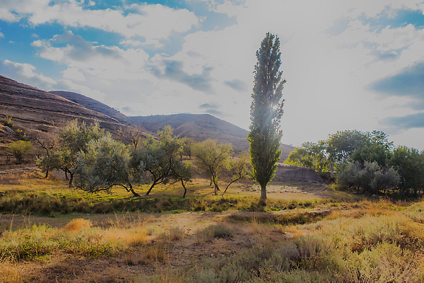 포토 JPG 해외이미지 나무 식물 계절 공원 컬러 여행 백그라운드 자연 하늘 아침 휴가 산 사람없음 야외 초록색 빛 햇빛 태양 뷰티 일출 환경 황혼 일몰 봄 새벽 안개 시골 저녁 숲 땅 즐거움 장면 천국 내추럴 생태학 해외202310 해외포토 주간 자연요소 공공시설 교육 감정 날씨 노을 야간 생태계 파일형식