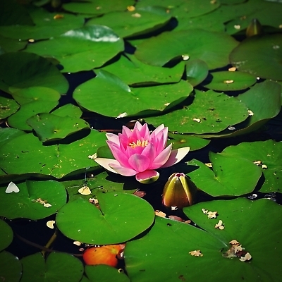 포토 JPG 해외이미지 식물 공원 꽃잎 꽃 아시아 호수 선 분홍색 컬러 백그라운드 잎 자연 휴식 연꽃 동양인 사람없음 야외 장식 초록색 물 여름 컬러풀 뷰티 반사 노란색 정원 침묵 봄 낭만 벚꽃 흰색 연못 신선 개화 백합 묘사 내추럴 해외202310 해외포토 자연요소 계절 공공시설 나라 컨셉 인종 소리 생태계 파일형식