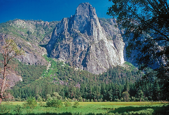 포토 JPG 해외이미지 나무 식물 자연 사람없음 캘리포니아 해외202310 해외포토 미국 생태계 파일형식