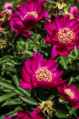 포토 JPG 해외이미지 식물 꽃잎 꽃 분홍색 컬러 꽃무늬 자연 사람없음 빨간색 여름 뷰티 정원 보라색 봄 벚꽃 클로버 허브 해외202310 해외포토 계절 무늬 생태계 파일형식