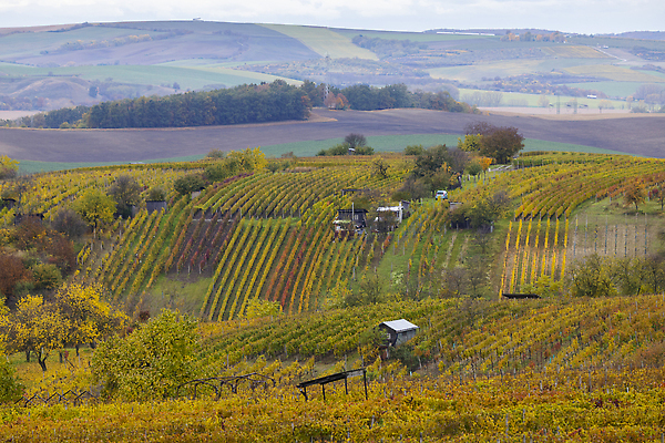 포토 JPG 해외이미지 식물 컬러 밭 농업 오렌지 자연 포도 풍경 사람없음 컬러풀 노란색 와인 수확 성장 가을 시골 유기농 포도밭 포도나무 체코 남쪽 내추럴 공화국 밭일 보헤미아 양조 양조장 줄서기 모라비아 해외202310 해외포토 웰빙 계절 유럽 나라 산업 과일 모션 주류 과일나무 방향 생태계 파일형식