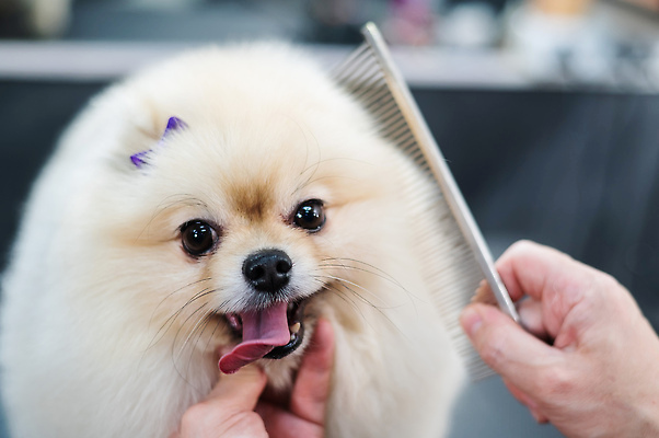 포토 JPG 해외이미지 손 신체부위 뷰티 귀여움 이발 다듬기 애견빗 포메라니안 해외202310 해외포토 컨셉 모션 사람 개 애견용품 파일형식