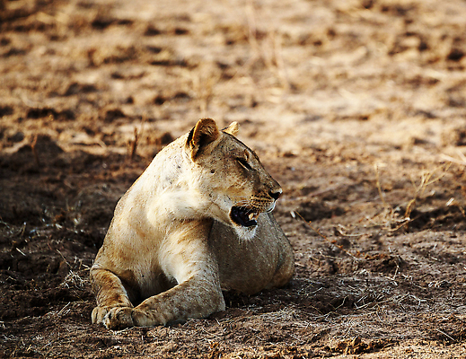 포토 JPG 해외이미지 여행 사람없음 여행객 잠비아 해외202310 해외포토 아프리카 사람 파일형식