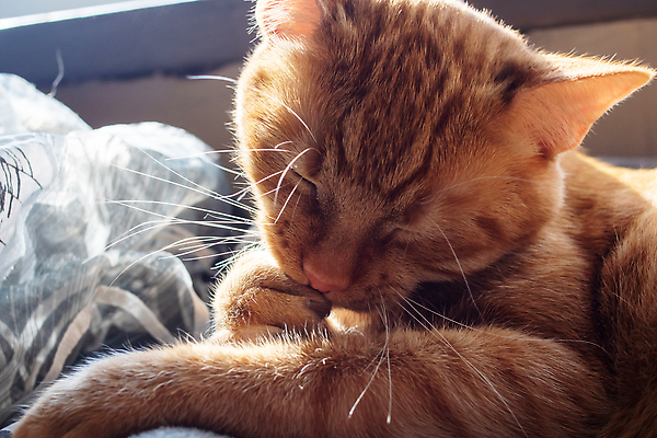 포토 JPG 해외이미지 쿠션 사람없음 반려동물 눕기 귀여움 눈감음 고양이 이불 안락 해외202310 해외포토 동물 컨셉 포유류 침구 모션 파일형식