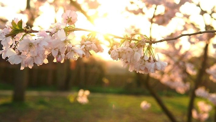 포토 JPG 해외이미지 나무 식물 계절 공원 꽃잎 꽃 분홍색 백그라운드 잎 꽃무늬 농업 과일 자연 하늘 사람없음 초록색 여름 햇빛 뷰티 농장 정원 일본 맑음 봄 젖음 수확 성장 벚꽃 나뭇가지 신선 개화 체리 닫기 원예 내추럴 국경 해외202310 해외포토 공공시설 산업 아시아 컬러 무늬 모션 날씨 취미 태양 생태계 파일형식