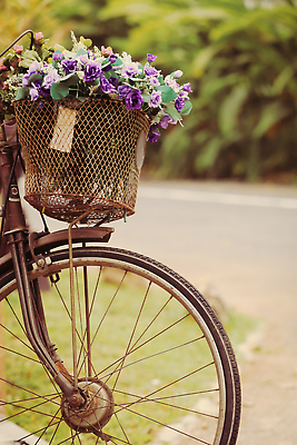 포토 JPG 해외이미지 식물 디자인 외관 계절 공원 꽃잎 꽃 분홍색 꽃다발 결혼 잎 꽃무늬 자연 거리 발렌타인데이 사랑 서기 사람없음 야외 장식 빨간색 세로 뷰티 장미 바구니 정원 자전거 낭만 수확 골동품 벚꽃 신선 바퀴 개화 자주색 묘사 오브젝트 복고 순환 옛날 해외202310 해외포토 공공시설 감정 컬러 컨셉 무늬 농업 모션 데이이벤트 이벤트 바이크 생태계 파일형식