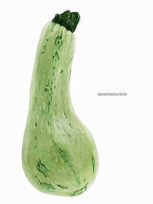 EPS 해외이미지 식물 전통 음식 채소 과일 일러스트 자연 호박 수채화 건강 미술 초록색 수확 가을 유기농 스쿼시 고립 바이오 주키니호박 현실 해외202310 해외일러스트 웰빙 계절 스포츠 컬러 농업 문화예술 구기 생태계 파일형식 벡터