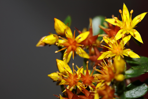 포토 JPG 해외이미지 식물 꽃 화분 화초 컬러 백그라운드 잎 꽃무늬 자연 벽지 사람없음 야외 초록색 여름 컬러풀 뷰티 노란색 환경 정원 봄 들꽃 사막 성장 벚꽃 바위 개화 작음 수집 허브 원예 내추럴 다육식물 영원 해외202310 해외포토 계절 무늬 취미 돌_바위 크기 생태계 파일형식