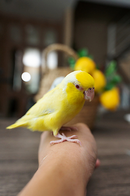 포토 JPG 해외이미지 동물 손 야생동물 컬러 백그라운드 날개 장난 손가락 자연 조류 주택 종류 사람없음 반려동물 컬러풀 뷰티 노란색 우정 회색 흰색 아기 잡기 닫기 작음 깃털 부리 앵무새 팔 내추럴 돌봄 이국적 잉꼬 파스텔톤 해외202310 해외포토 모션 사람 건물 신체부위 친구 크기 생태계 파일형식