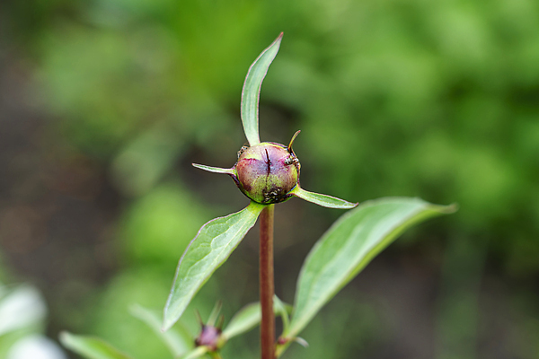 포토 JPG 해외이미지 식물 꽃 곤충 백그라운드 잎 자연 사람없음 초록색 여름 뷰티 정원 벚꽃 작음 생물학 개미 기어가기 작약 해외202310 해외포토 동물 계절 교육 컬러 모션 크기 생태계 파일형식