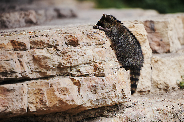 포토 JPG 해외이미지 주간 동물 얼굴 야생동물 어린이 음식 캐나다 포유류 가족 포옹 자연 털 가면 풍경 사람없음 야외 여름 뷰티 갈색 걷기 환경 미국 회색 아기 모피 호기심 육식동물 캘리포니아 동영상 지능 플로리다 해외202310 해외포토 자연요소 계절 감정 컬러 컨셉 북아메리카 관계 안기 모션 사람 신체부위 생태계 파일형식