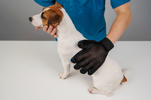 포토 JPG 해외이미지 손 장갑 신체부위 뷰티 귀여움 이발 빗질 잭러셀테리어 다듬기 해외202310 해외포토 잡화 컨셉 모션 사람 테리어 파일형식