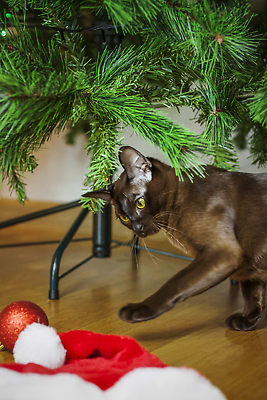 포토 JPG 해외이미지 동물 응시 주택 털 실내 앉기 사람없음 반려동물 갈색 작음 큼 호기심 사냥 기르기 총구 버미즈 순혈 해외202310 해외포토 시선 감정 컬러 컨셉 모션 내부 건물 고양이 크기 돌봄 파일형식