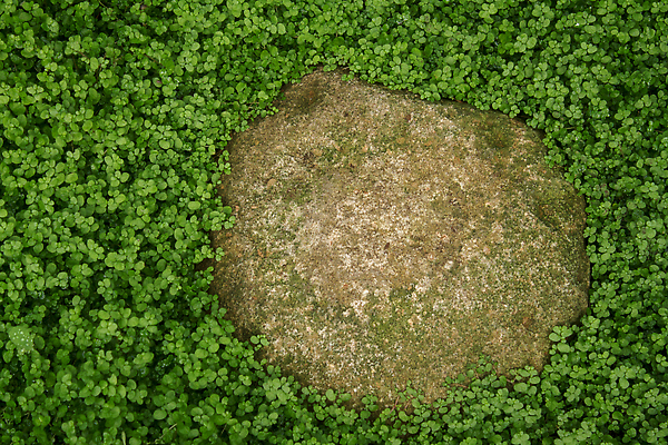 포토 JPG 해외이미지 나무 식물 디자인 공원 야생동물 컬러 백그라운드 잎 패턴 자연 바닥 이끼 사람없음 야외 초록색 물 뷰티 환경 정원 젖음 성장 신선 숲 묘사 원예 질감 내추럴 곰팡이 땅바닥 카피스페이스 해외202310 해외포토 자연요소 동물 공공시설 무늬 취미 공백 생태계 파일형식