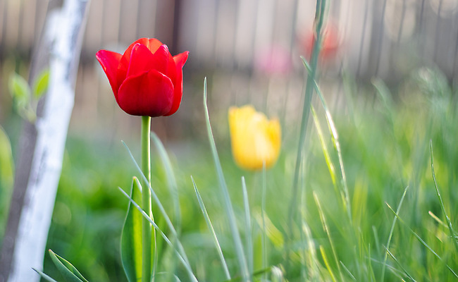 포토 JPG 해외이미지 식물 1 계절 공원 꽃잎 꽃 분홍색 컬러 꽃다발 백그라운드 잎 꽃무늬 밭 봄꽃 자연 부활절 사람없음 야외 빨간색 초록색 여름 컬러풀 뷰티 노란색 정원 봄 활발 튤립 벚꽃 흰색 신선 개화 원예 보케 화단 내추럴 해외202310 해외포토 공공시설 기념일 컨셉 무늬 농업 취미 생태계 파일형식