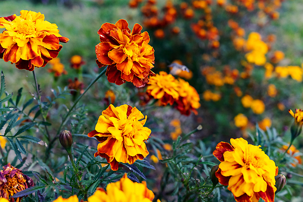포토 JPG 해외이미지 식물 꽃잎 꽃 줄기 컬러 꽃무늬 오렌지 자연 사람없음 장식 초록색 컬러풀 뷰티 노란색 머리 정원 활발 젖음 벚꽃 개화 닫기 이슬 허브 내추럴 해외202310 해외포토 컨셉 무늬 과일 모션 신체부위 생태계 파일형식