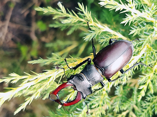 포토 JPG 해외이미지 식물 공원 야생동물 곤충 절지류 아침 거리 무척추동물 뿔 안테나 잔디 사람없음 여름 갈색 어둠 봄 닫기 숲 딱정벌레 그림 동물상 해외202310 해외포토 주간 동물 계절 공공시설 컬러 통신 모션 조형물 파일형식