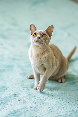 포토 JPG 해외이미지 앉기 사람없음 파란색 귀여움 고양이 해외202310 해외포토 컬러 컨셉 포유류 모션 반려동물 파일형식