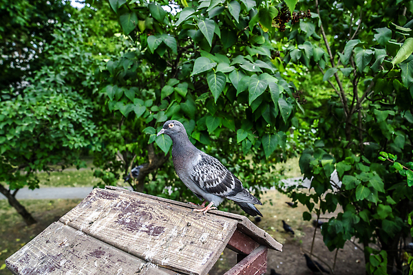 포토 JPG 해외이미지 나무 동물 계절 공원 야생동물 음식 백그라운드 자연 조류 지붕 주택 앉기 사람없음 야외 일상 목재 초록색 컬러풀 뷰티 마을 정원 활발 회색 시골 도시 우아함 숲 깃털 비둘기 새장 거지 깃털펜 돌봄 동물상 해외202310 해외포토 식물 공공시설 컬러 컨셉 재료 모션 건물 라이프 조형물 펜 생태계 케이지 파일형식