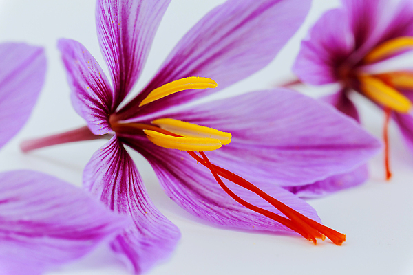 포토 JPG 해외이미지 식물 꽃 꽃무늬 재료 자연 건조 건강 요리 사람없음 뷰티 보라색 수확 벚꽃 가을 업무 양념 개화 맛 자주색 제비꽃 향신료 매움 아로마 향 내추럴 사프란 식품점 해외202310 해외포토 계절 컬러 컨셉 무늬 농업 상점 작업 생태계 향미료 파일형식