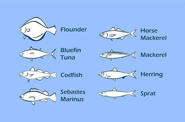 EPS 해외이미지 음식 바다 백그라운드 일러스트 텍스트 육류 어류 앉기 파란색 세트 흰색 신선 참치 심볼 해산물 지느러미 고등어 고립 청어 자막 해외202310 해외일러스트 컬러 식재료 모션 수중동물 파일형식 벡터
