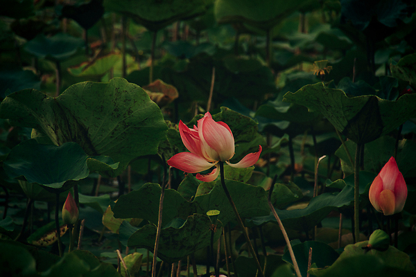 포토 JPG 해외이미지 식물 꽃잎 꽃 선 분홍색 백그라운드 컨셉 잎 꽃무늬 자연 건강 동양인 풍경 사람없음 야외 초록색 여름 평화 환경 고요 봄 성장 벚꽃 연못 신선 개화 우아함 순수 내추럴 해외202310 해외포토 계절 컬러 무늬 인종 생태계 파일형식