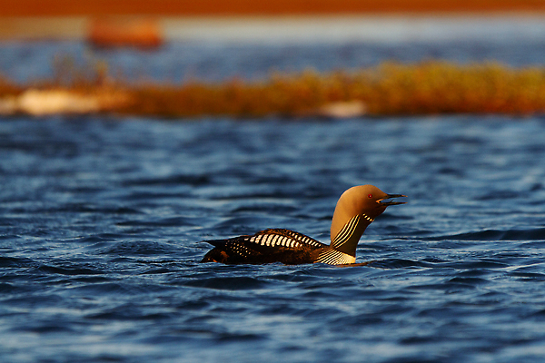포토 JPG 해외이미지 동물 1 호수 야생동물 여행 캐나다 북아메리카 신체 자연 조류 낚시 흑백 사람없음 야외 초록색 물 갈색 검은색 수영 미국 외침 줄무늬 회색 흰색 물방울 고독 잠수부 북극 부리 태평양 북쪽 물새 창백 동물상 해외202310 해외포토 자연요소 감정 바다 컬러 무늬 레저 촬영기법 아메리카 조형물 소리 수상스포츠 전문직 극지방 방향 생태계 파일형식