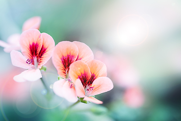 포토 JPG 해외이미지 식물 디자인 계절 꽃잎 꽃 분홍색 컬러 꽃다발 결혼 백그라운드 컨셉 잎 꽃무늬 자연 벽지 추상 사람없음 장식 파란색 빛 컬러풀 뷰티 정원 맑음 보라색 봄 벚꽃 흰색 나뭇가지 인사 신선 신용카드 개화 닫기 다발 보케 부드러움 내추럴 파스텔톤 해외202310 해외포토 나무 무늬 모션 날씨 이벤트 금융 예절 감각 생태계 파일형식