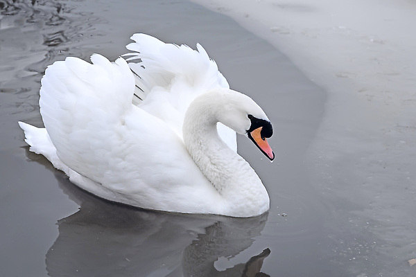 포토 JPG 해외이미지 동물 캐릭터 호수 백그라운드 컨셉 겨울 자연 함께함 사랑 사람없음 물 파란색 빛 뷰티 반사 평화 얼음 수영 침묵 흰색 연못 날짜 우아함 깃털 싱글 백조 장면 목 내추럴 동물상 해외202310 해외포토 자연요소 계절 감정 컬러 조류 신체부위 조형물 소리 수상스포츠 생태계 파일형식