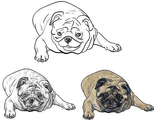 EPS 해외이미지 동물 얼굴 일러스트 포유류 반려동물 검은색 흰색 개 강아지 작음 스케치 그림 송곳니 거짓말 고립 기르기 벡터 순혈 해외202310 해외일러스트 컬러 미술 신체부위 치아 크기 돌봄 파일형식