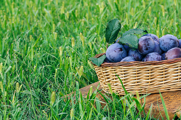 포토 JPG 해외이미지 계절 음식 컬러 백그라운드 농업 과일 자연 건강 사람없음 야외 목재 초록색 바구니 정원 수확 신선 달콤 유기농 자두 내추럴 땅바닥 숙성 채식주의자 맛있는 해외202310 해외포토 나무 웰빙 산업 재료 바닥 맛 생태계 채식 파일형식