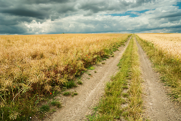 포토 JPG 해외이미지 구름 도로 길 모래 백그라운드 밭 농업 자연 하늘 날씨 풍경 사람없음 야외 여름 파란색 뷰티 농장 농경지 노란색 어둠 회색 시골 낟알 땅 시리얼 밀 먼지 광택 폭풍 폴란드 방법 밭일 수평선 해외202310 해외포토 자연요소 계절 유럽 산업 음식 컬러 교통시설 곡류 생태계 파일형식