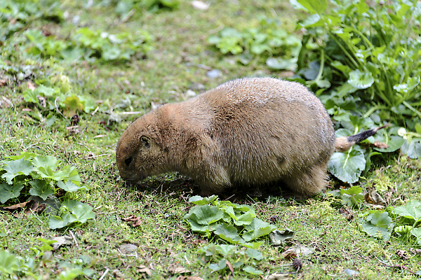 포토 JPG 해외이미지 동물 응시 야생동물 모래 자연 털 동물원 서기 사람없음 야외 갈색 머리 봄 개 설치류 작음 모피 다람쥐 북쪽 땅바닥 해외202310 해외포토 시선 계절 컬러 포유류 모션 바닥 신체부위 크기 방향 생태계 파일형식