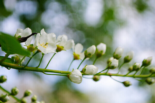 포토 JPG 해외이미지 나무 식물 계절 공원 꽃잎 꽃 분홍색 백그라운드 잎 꽃무늬 자연 부활절 건강 사람없음 초록색 뷰티 정원 일본 봄 달력 벚꽃 흰색 나뭇가지 꽃술 신선 화려 개화 체리 자르기 바질 내추럴 해외202310 해외포토 공공시설 기념일 아시아 컬러 컨셉 무늬 과일 모션 생태계 파일형식