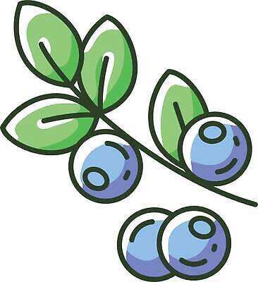 EPS 해외이미지 일러스트 나뭇잎 사람없음 블루베리 해외202310 해외일러스트 잎 과일 파일형식 벡터