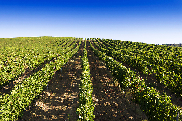 포토 JPG 해외이미지 식물 선 백그라운드 밭 과일 포도 풍경 사람없음 초록색 여름 농가 농장 수확 시골 포도밭 해외202310 해외포토 계절 컬러 농업 파일형식