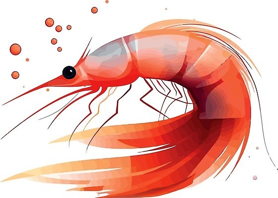 EPS 해외이미지 동물 디자인 실루엣 음식 바다 백그라운드 일러스트 재료 자연 조개 새우 건강 갑각류 어류 요리 미술 그래픽 빨간색 물 라벨 식당 검은색 식사 수확 껍질 흰색 신선 시장 만화 심볼 해산물 오브젝트 사인 메뉴 그림 복고 고립 단백질 프리미엄 벡터 해외202310 해외일러스트 자연요소 컬러 농업 문화예술 어패류 프레임 촬영기법 상점 수중동물 생태계 영양소 파일형식